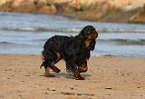 KING CHARLES SPANIEL 100
